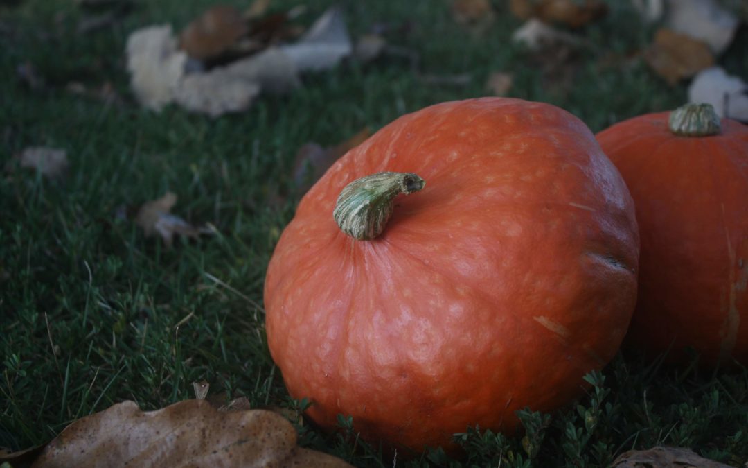 two pumpkins in leaves